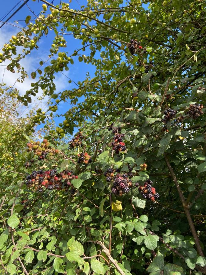Katie'S Cottage Limerick Junction 外观 照片